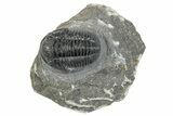 Detailed Gerastos Trilobite Fossil - Morocco #277642-3